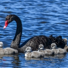 Cygnus atratus (Black Swan) at Fyshwick, ACT - 5 Sep 2025 by ChrisAppleton