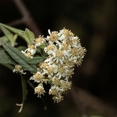 Unverified Other Shrub at Uriarra Village, ACT - 24 Oct 2025 by AlisonMilton