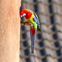 Platycercus eximius by ChrisAppleton