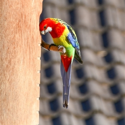 Platycercus eximius at  - suppressed by ChrisAppleton