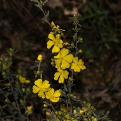 Hibbertia sp. at Uriarra Village, ACT - 24 Oct 2025 by AlisonMilton