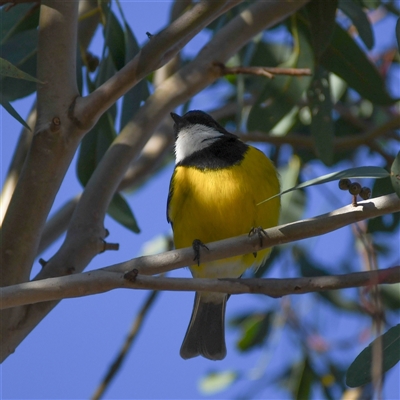 Pachycephala pectoralis (Golden Whistler) at Chapman, ACT - 30 Aug 2025 by ChrisAppleton