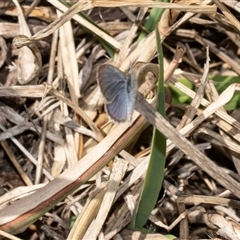Zizina otis (Common Grass-Blue) at Uriarra Village, ACT - 24 Oct 2025 by AlisonMilton