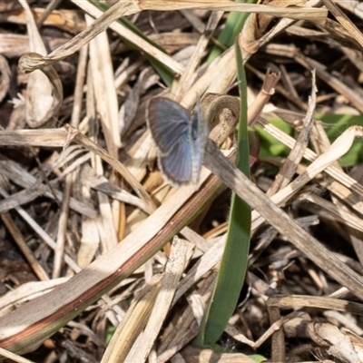 Zizina otis (Common Grass-Blue) at Uriarra Village, ACT - 24 Oct 2025 by AlisonMilton