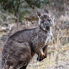 Osphranter robustus robustus (Eastern Wallaroo) at Chapman, ACT - 29 Jul 2025 by ChrisAppleton
