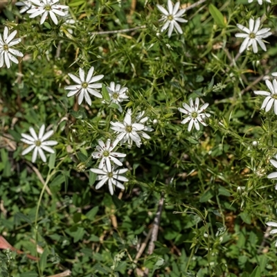 Stellaria pungens (Prickly Starwort) at Uriarra Village, ACT - 24 Oct 2025 by AlisonMilton