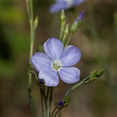 Linum marginale (Native Flax) at Uriarra Village, ACT - 24 Oct 2025 by AlisonMilton