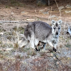 Osphranter robustus robustus (Eastern Wallaroo) at Chapman, ACT - 9 Aug 2025 by ChrisAppleton