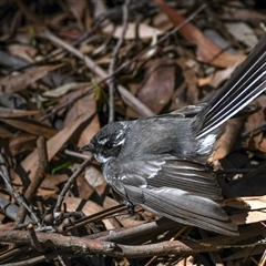 Rhipidura albiscapa (Grey Fantail) at Kingston, ACT - 5 Sep 2025 by ChrisAppleton