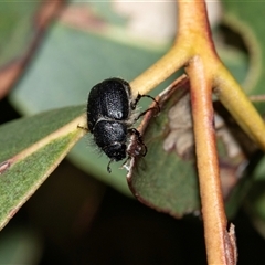 Liparetrus sp. (genus) (Chafer beetle) at Uriarra Village, ACT - 24 Oct 2025 by AlisonMilton
