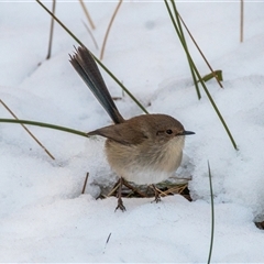 Malurus pulcherrimus at Tharwa, ACT - 26 Jun 2025 by ChrisAppleton