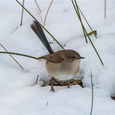 Malurus pulcherrimus at Tharwa, ACT - 26 Jun 2025 by ChrisAppleton