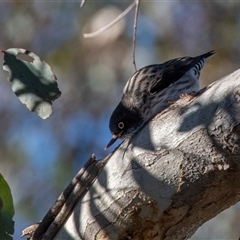 Daphoenositta chrysoptera (Varied Sittella) at Strathnairn, ACT - 20 Jun 2025 by ChrisAppleton