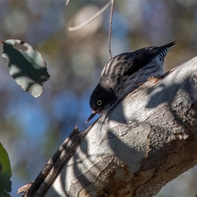 Daphoenositta chrysoptera (Varied Sittella) at Strathnairn, ACT - 20 Jun 2025 by ChrisAppleton