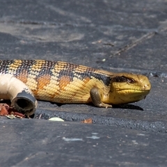 Tiliqua scincoides scincoides (Eastern Blue-tongue) at Chapman, ACT - 18 Jan 2025 by ChrisAppleton