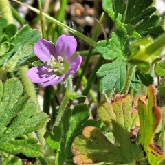 Geranium solanderi var. solanderi (Native Geranium) at Hawker, ACT - 25 Oct 2025 by sangio7