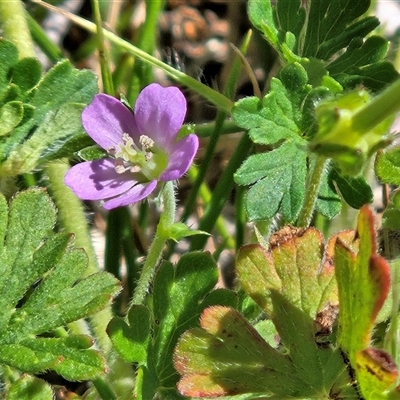 Geranium solanderi var. solanderi (Native Geranium) at Hawker, ACT - 25 Oct 2025 by sangio7