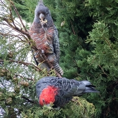 Callocephalon fimbriatum (Gang-gang Cockatoo) at Chapman, ACT - 10 Mar 2025 by ChrisAppleton