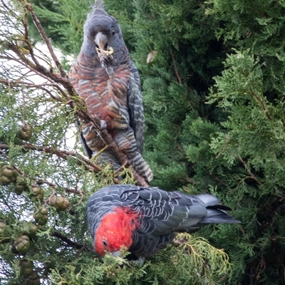 Callocephalon fimbriatum (Gang-gang Cockatoo) at Chapman, ACT - 10 Mar 2025 by ChrisAppleton
