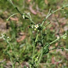 Hackelia suaveolens (Sweet Hounds Tongue) at Hawker, ACT - 25 Oct 2025 by sangio7