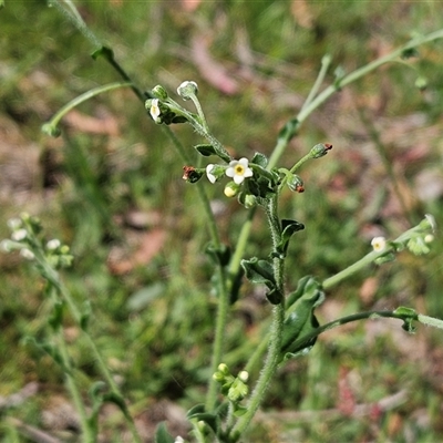 Hackelia suaveolens (Sweet Hounds Tongue) at Hawker, ACT - 25 Oct 2025 by sangio7