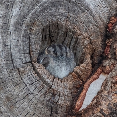 Aegotheles cristatus (Australian Owlet-nightjar) at Kambah, ACT - 7 Jul 2025 by ChrisAppleton