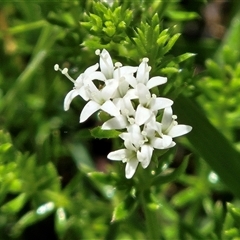 Asperula conferta (Common Woodruff) at Weetangera, ACT - 25 Oct 2025 by sangio7