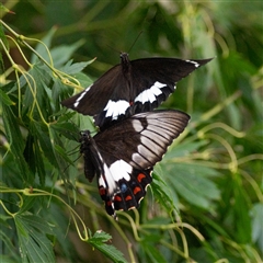 Papilio aegeus (Orchard Swallowtail, Large Citrus Butterfly) at Chapman, ACT - 8 Feb 2025 by ChrisAppleton