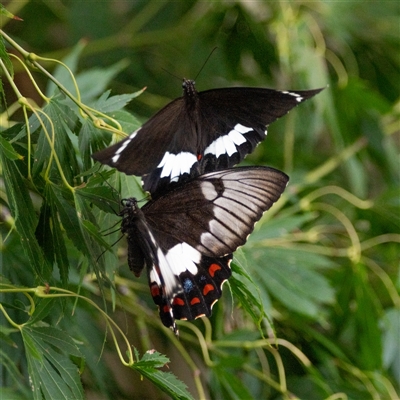Papilio aegeus (Orchard Swallowtail, Large Citrus Butterfly) at Chapman, ACT - 8 Feb 2025 by ChrisAppleton