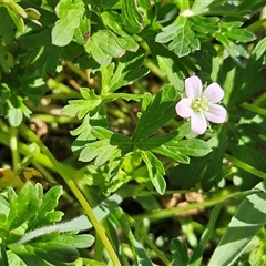 Geranium retrorsum (Grassland Cranesbill) at Weetangera, ACT - 25 Oct 2025 by sangio7