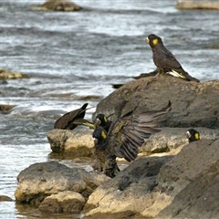 Zanda funerea (Yellow-tailed Black-Cockatoo) at Yarralumla, ACT - 21 Aug 2024 by ChrisAppleton
