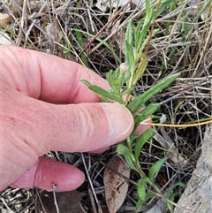 Leptorhynchos squamatus (Scaly Buttons) at Weetangera, ACT - 25 Oct 2025 by sangio7