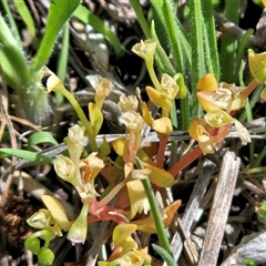 Montia fontana (Water Blinks) at Weetangera, ACT - 25 Oct 2025 by sangio7