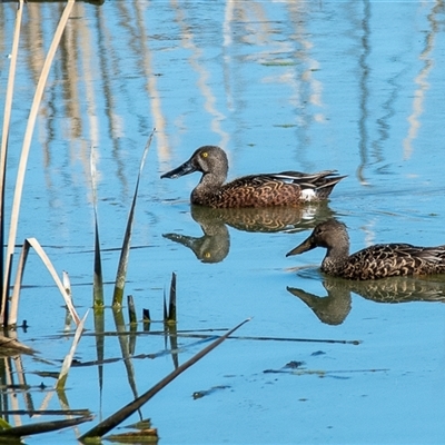 Spatula rhynchotis (Australasian Shoveler) at Fyshwick, ACT - 11 Aug 2024 by ChrisAppleton