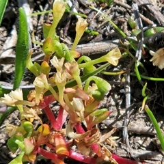 Montia fontana (Water Blinks) at Weetangera, ACT - 25 Oct 2025 by sangio7