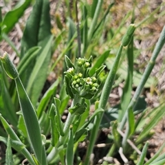 Hackelia suaveolens (Sweet Hounds Tongue) at Weetangera, ACT - 25 Oct 2025 by sangio7