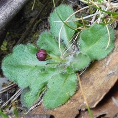 Unverified Other Wildflower or Herb at Wellington Park, TAS - 25 Oct 2025 by VanessaC