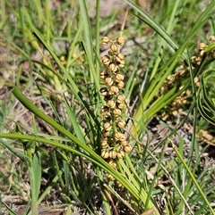 Lomandra filiformis subsp. coriacea (Wattle Matrush) at Weetangera, ACT - 25 Oct 2025 by sangio7