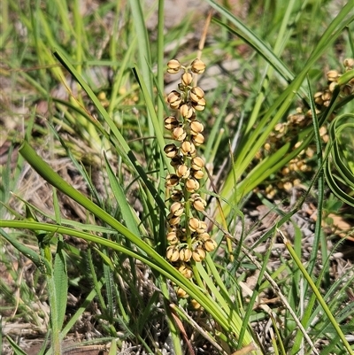 Lomandra filiformis subsp. coriacea (Wattle Matrush) at Weetangera, ACT - 25 Oct 2025 by sangio7