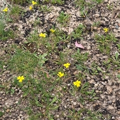 Goodenia pinnatifida (Scrambled Eggs) at O'Malley, ACT - 25 Oct 2025 by Mike