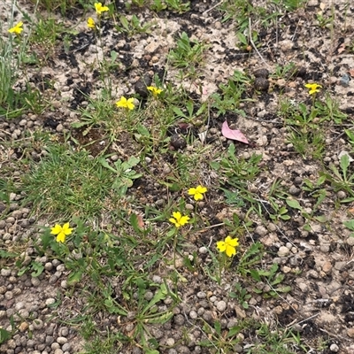 Goodenia pinnatifida (Scrambled Eggs) at O'Malley, ACT - 25 Oct 2025 by Mike