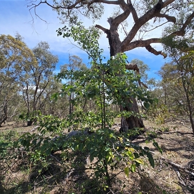 Pyrus calleryana at O'Malley, ACT - 25 Oct 2025 by Mike