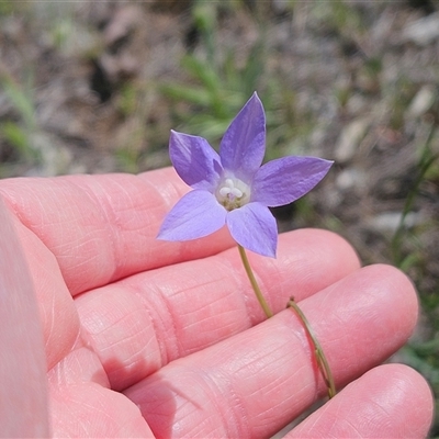 Wahlenbergia capillaris (Tufted Bluebell) at Weetangera, ACT - 25 Oct 2025 by sangio7