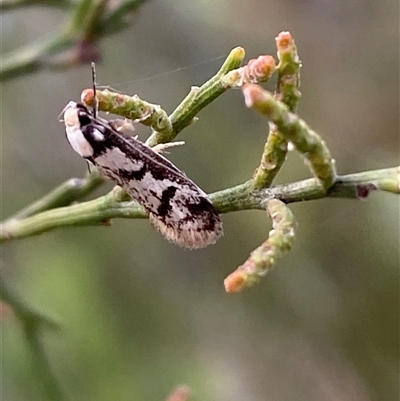 Eusemocosma pruinosa (Philobota Group Concealer Moth) at Jerrabomberra, NSW - 24 Oct 2025 by SteveBorkowskis