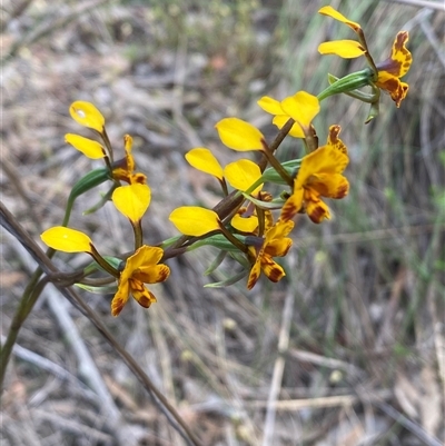 Diuris semilunulata (Late Leopard Orchid) at Jerrabomberra, NSW - 24 Oct 2025 by SteveBorkowskis