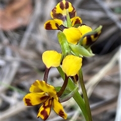 Diuris semilunulata (Late Leopard Orchid) at Jerrabomberra, NSW - 24 Oct 2025 by SteveBorkowskis
