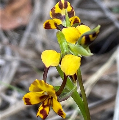 Diuris semilunulata (Late Leopard Orchid) at Jerrabomberra, NSW - 24 Oct 2025 by SteveBorkowskis