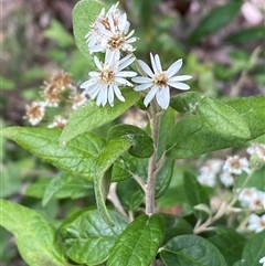 Olearia lirata (Snowy Daisybush) at Jerrabomberra, NSW - 24 Oct 2025 by SteveBorkowskis