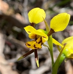 Diuris sulphurea (Tiger Orchid) at Jerrabomberra, NSW - 24 Oct 2025 by SteveBorkowskis