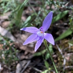 Glossodia major (Wax Lip Orchid) at Jerrabomberra, NSW - 24 Oct 2025 by SteveBorkowskis